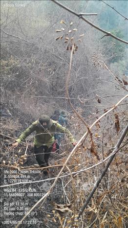 Ninh Thuận huy động lực lượng chữa cháy rừng- Ảnh 2.
