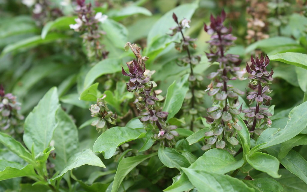 Tác dụng của cây húng quế