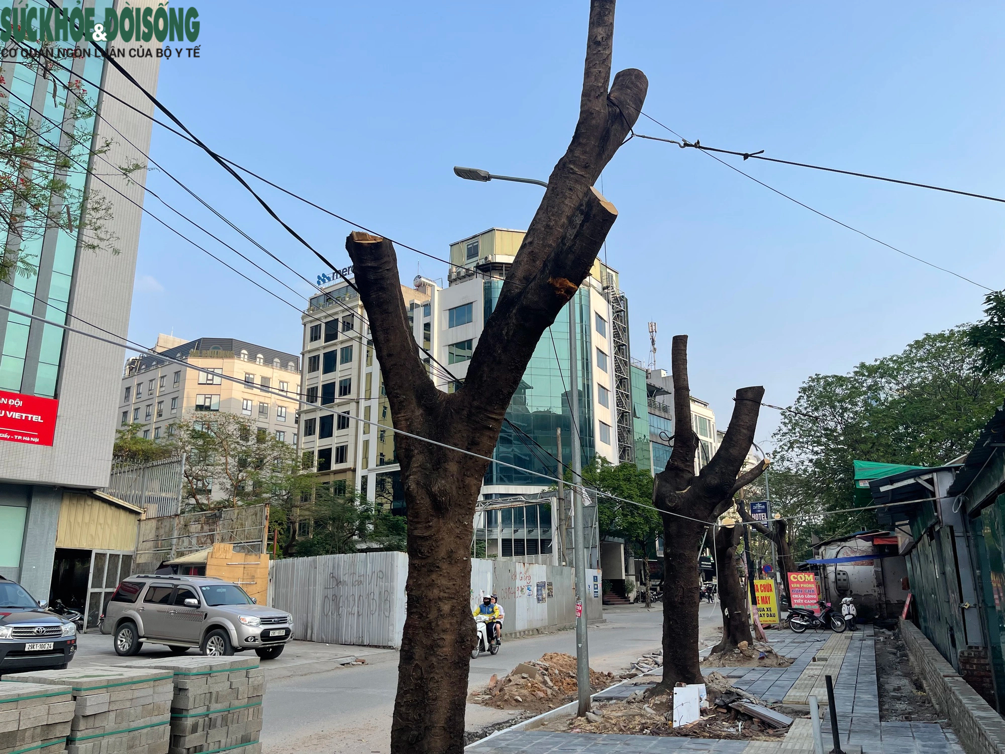 Hà Nội: Hàng loạt cây xanh lâu năm trên phố Duy Tân bị cắt trụi ngọn, trồi gốc- Ảnh 3.
