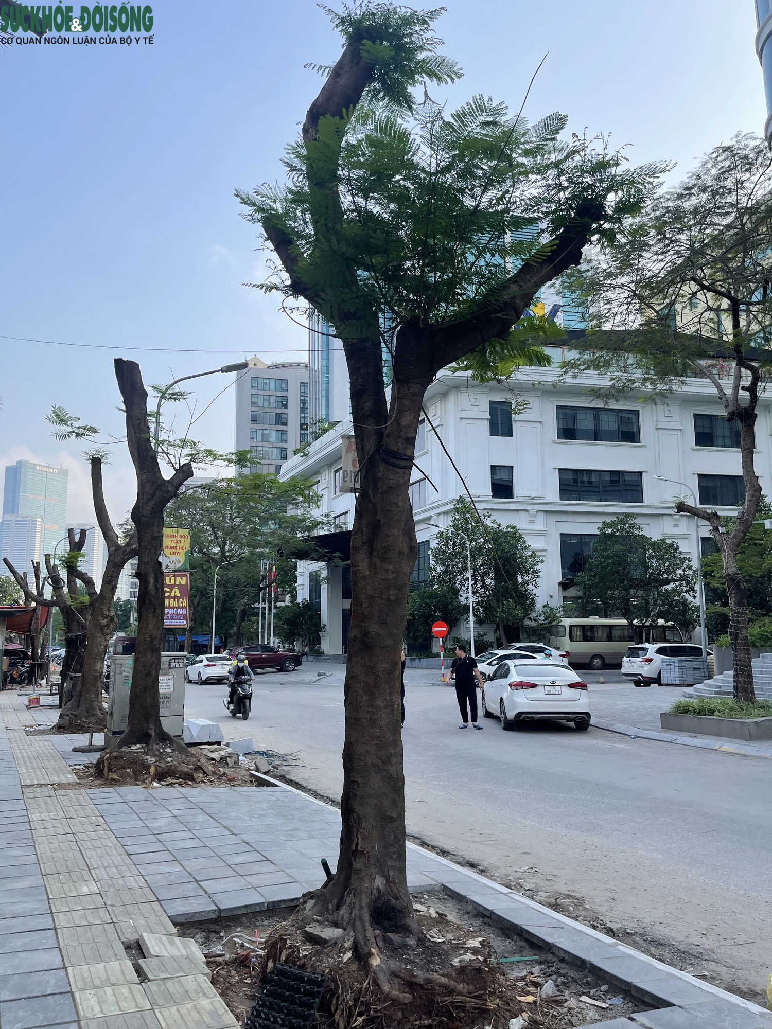 Hà Nội: Hàng loạt cây xanh lâu năm trên phố Duy Tân bị cắt trụi ngọn, trồi gốc- Ảnh 4.