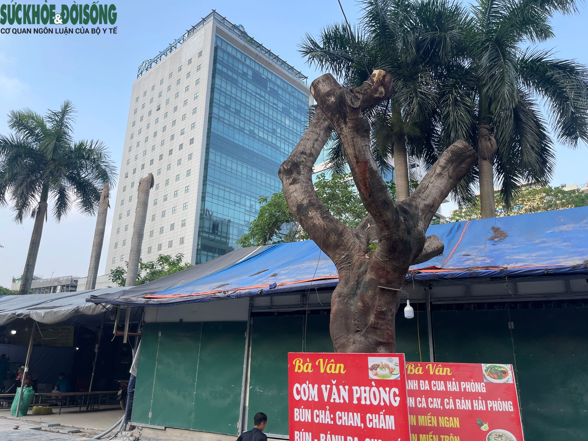Hà Nội: Hàng loạt cây xanh lâu năm trên phố Duy Tân bị cắt trụi ngọn, trồi gốc- Ảnh 7.