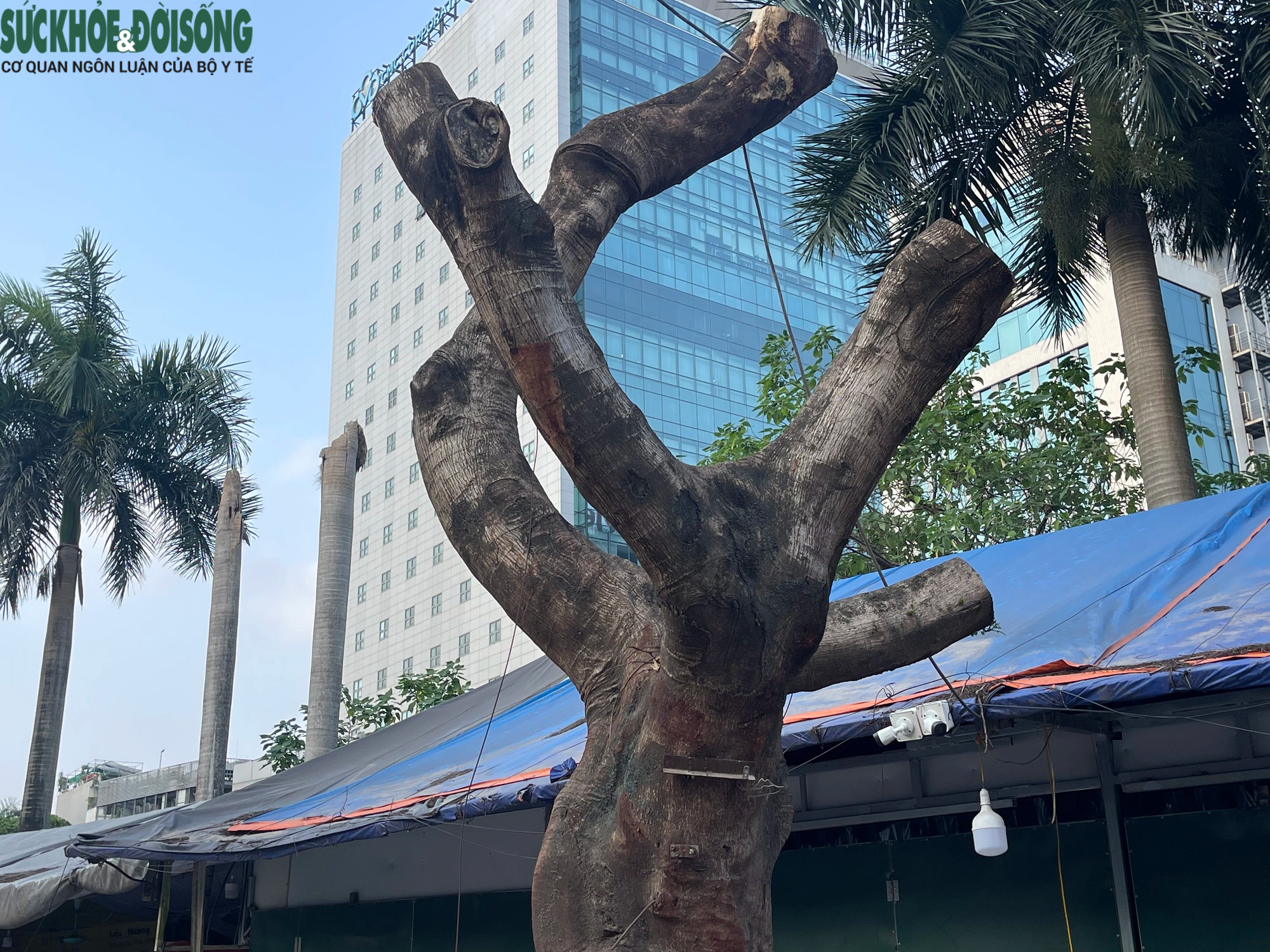 Hà Nội: Hàng loạt cây xanh lâu năm trên phố Duy Tân bị cắt trụi ngọn, trồi gốc- Ảnh 8.