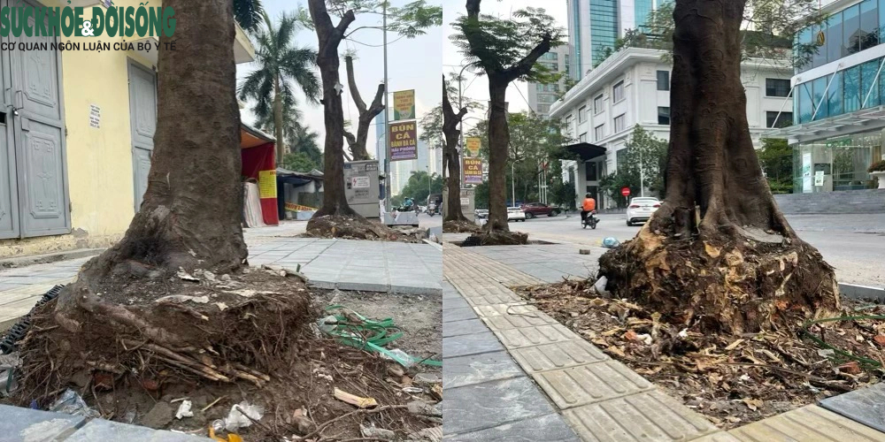 Hà Nội: Hàng loạt cây xanh lâu năm trên phố Duy Tân bị cắt trụi ngọn, trồi gốc- Ảnh 10.