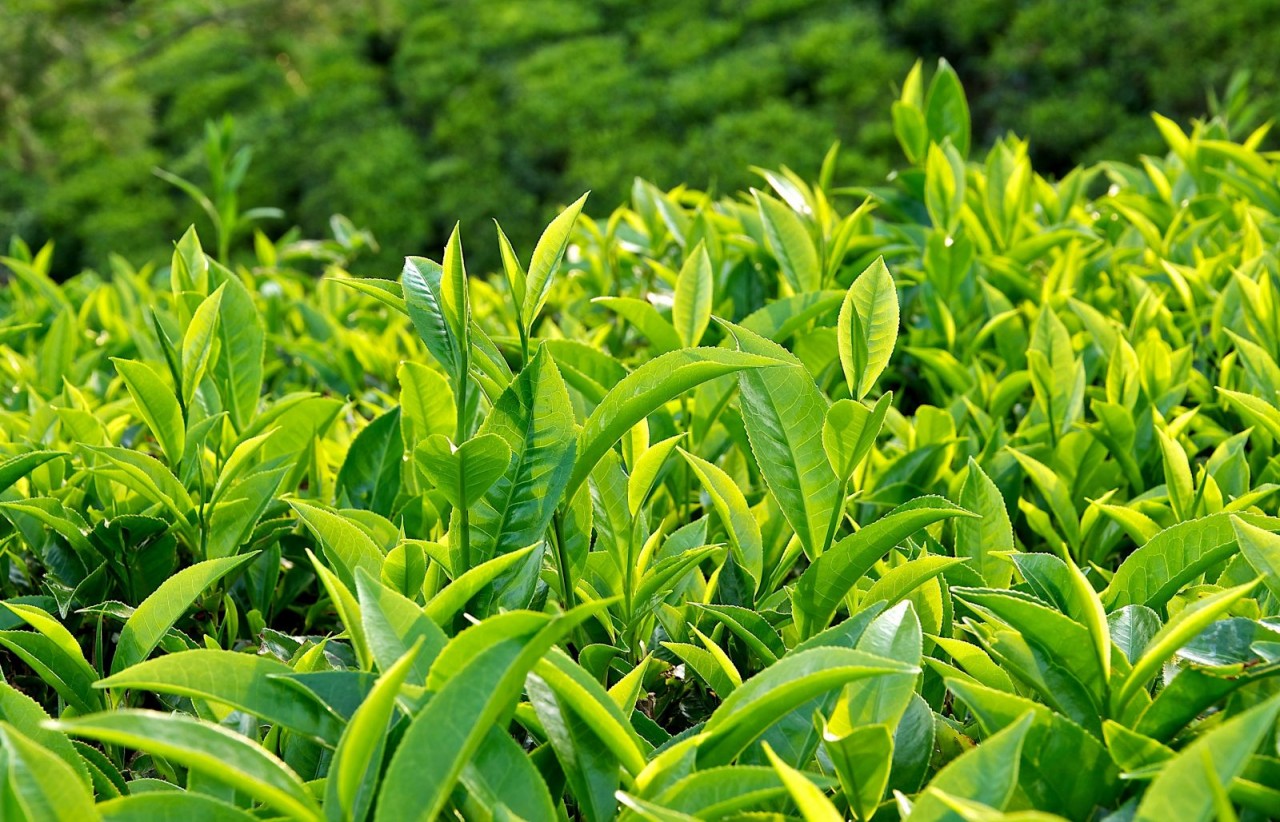 10 Tác dụng của trà xanh đối với sức khỏe | Hoàn Mỹ