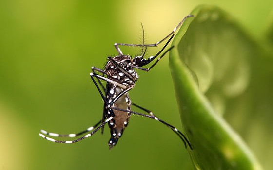WHO cảnh báo, sốt xuất huyết lây lan sang nhiều quốc giagánh nặng của bệnh bị đánh giá thấp 
