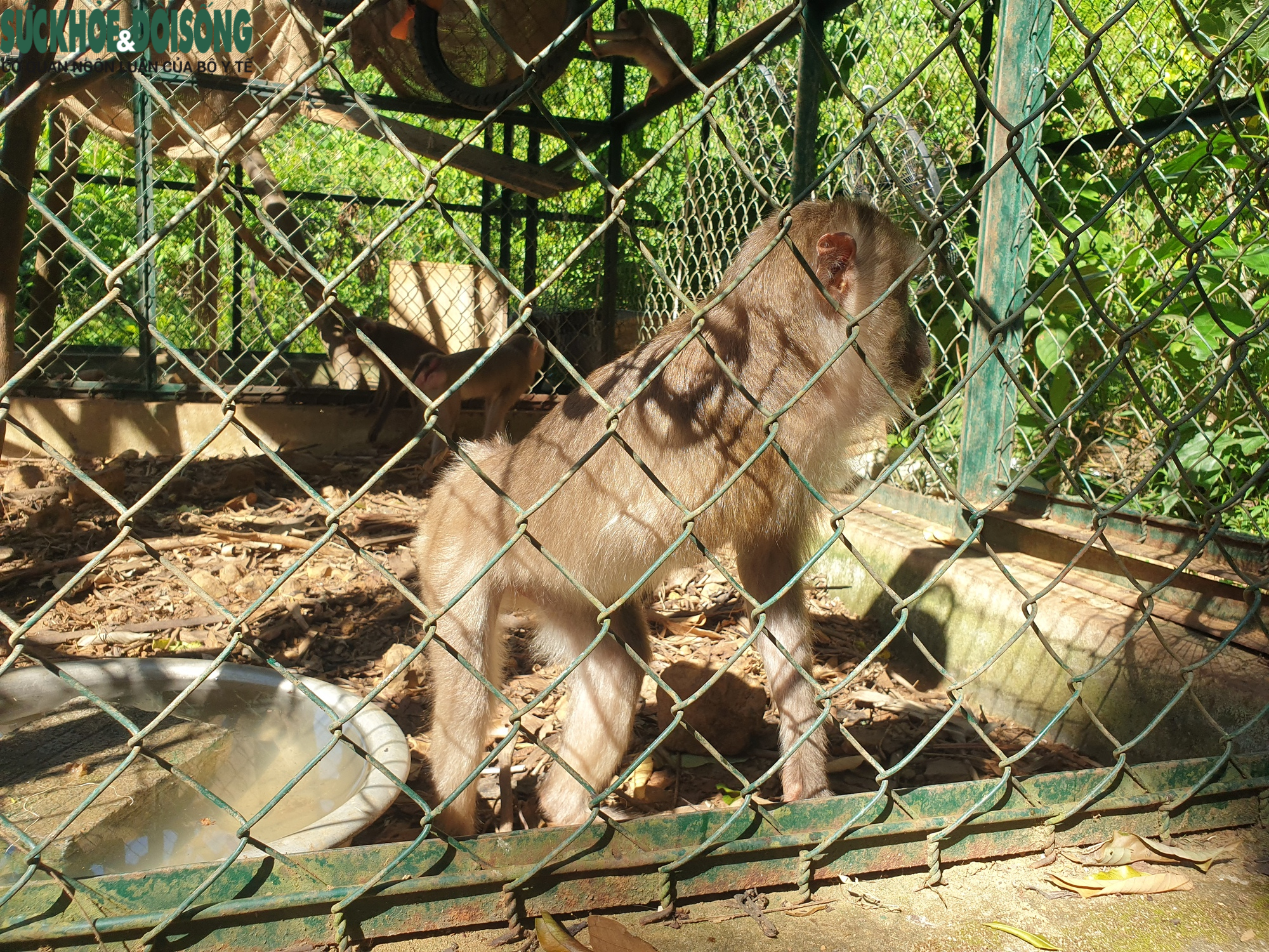 'Bệnh viện' cứu sống nhiều động vật quý hiếm dưới tán rừng Phong Nha- Ảnh 6.
