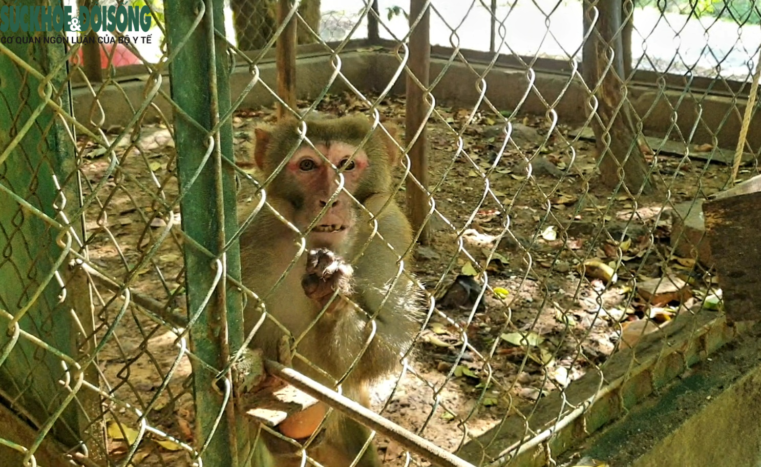 'Bệnh viện' cứu sống nhiều động vật quý hiếm dưới tán rừng Phong Nha- Ảnh 8.