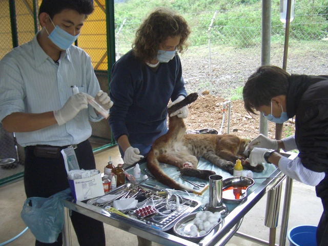 'Bệnh viện' cứu sống nhiều động vật quý hiếm dưới tán rừng Phong Nha- Ảnh 2.