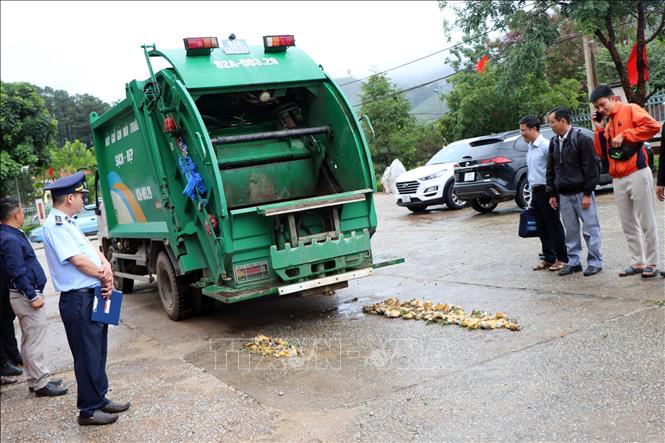 Kon Tum: Tiêu hủy cây giống sâm Ngọc Linh giả- Ảnh 2.