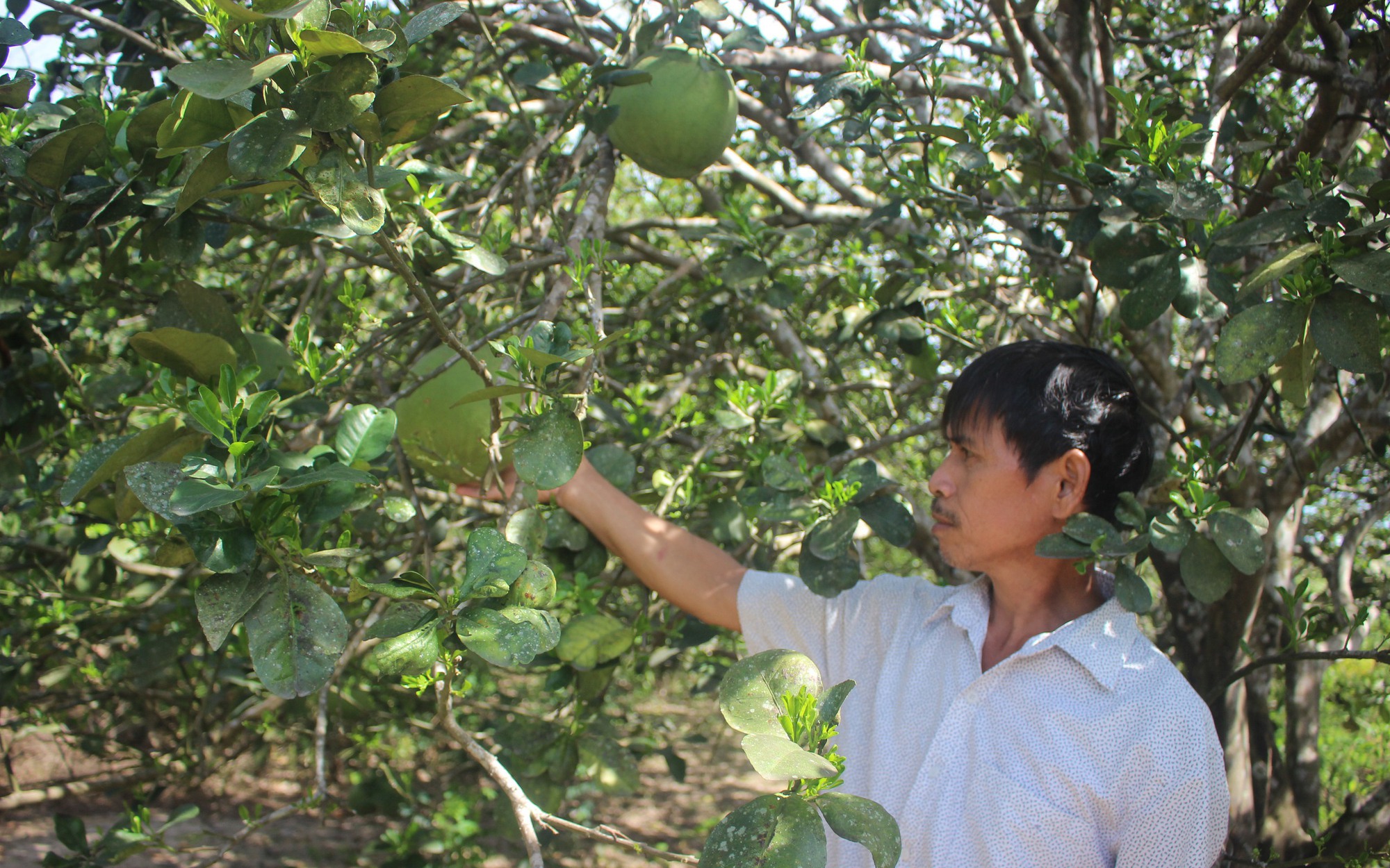 Cây đặc sản ở thôn mang tên Bác Hồ