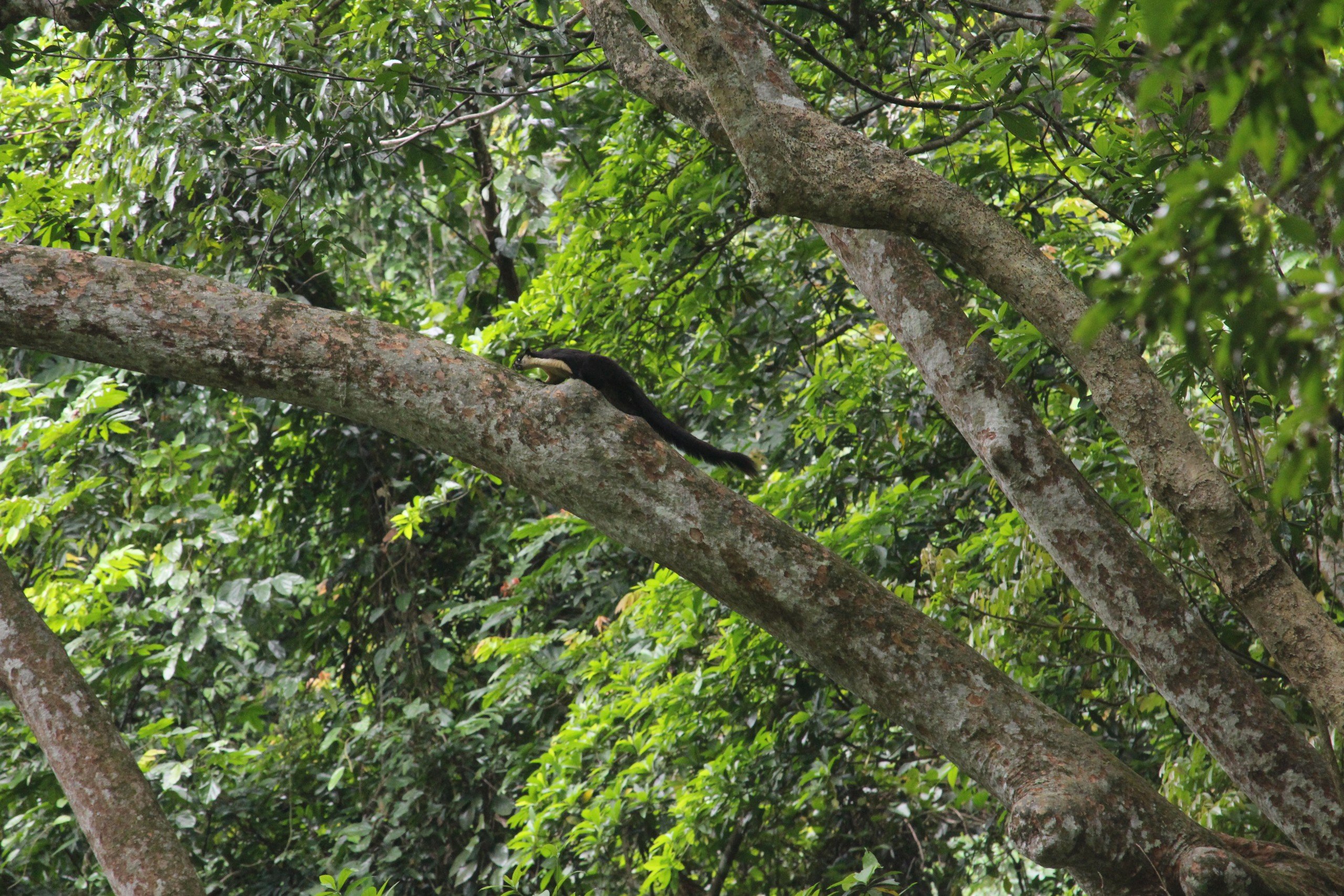 Cận cảnh loạt động vật quý hiếm trong khu bảo tồn ở Quảng Trị- Ảnh 7.