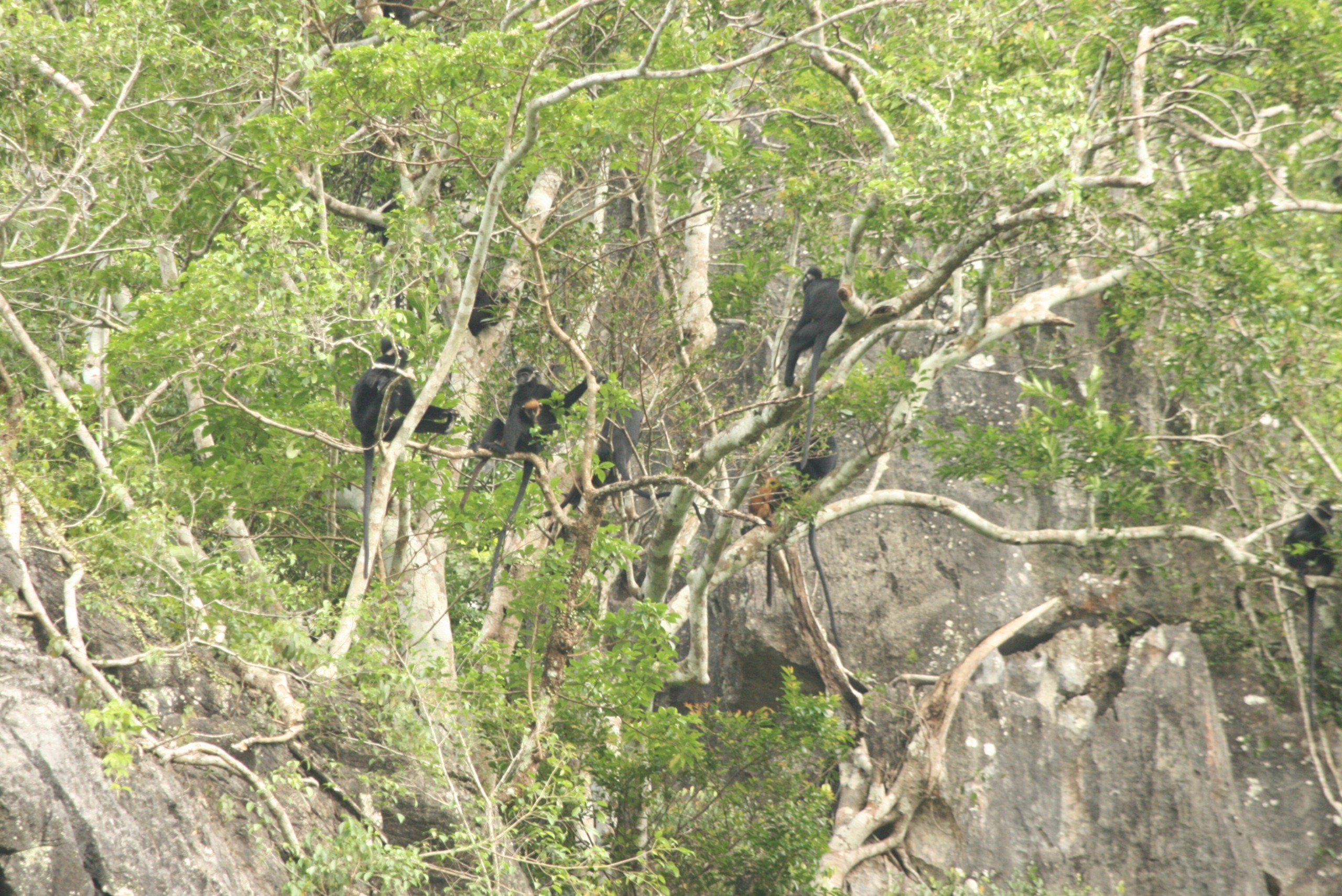 Cận cảnh loạt động vật quý hiếm trong khu bảo tồn ở Quảng Trị- Ảnh 2.