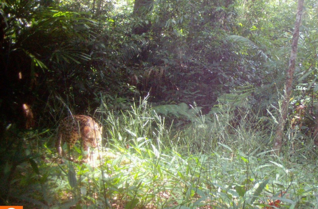 Cận cảnh loạt động vật quý hiếm trong khu bảo tồn ở Quảng Trị- Ảnh 6.