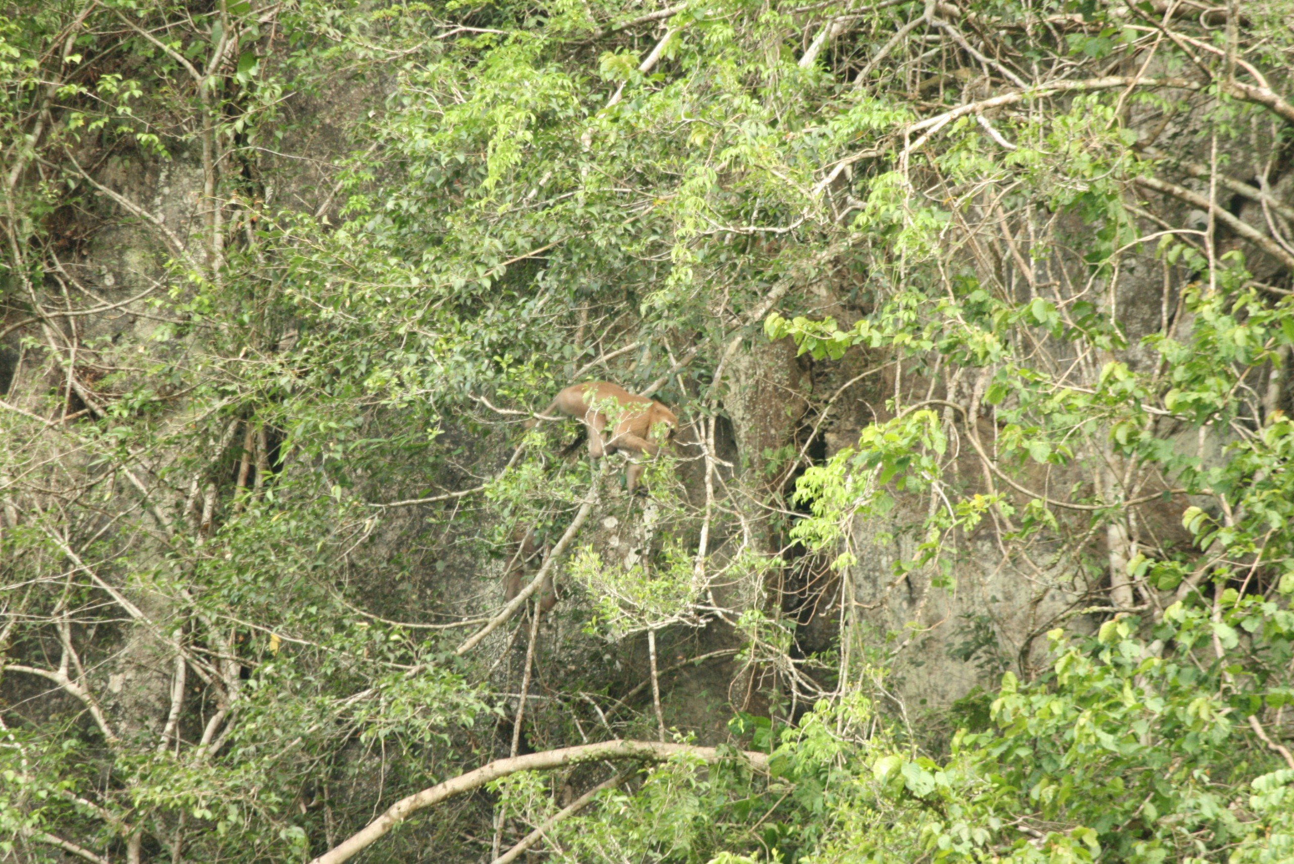Cận cảnh loạt động vật quý hiếm trong khu bảo tồn ở Quảng Trị- Ảnh 4.