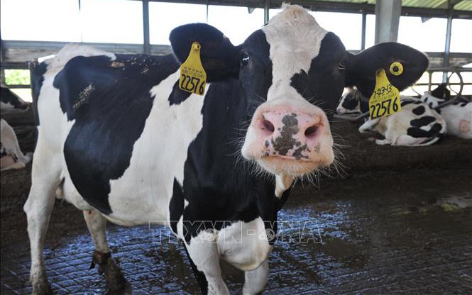 Những điều cần biết về cúm gia cầm lây cho bò sữa và người