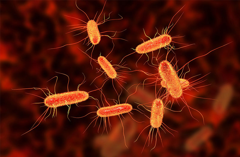 Biểu hiện nhiễm khuẩn E.coli, cách phòng tránh nhiễm E.coli trong mùa hè- Ảnh 1.