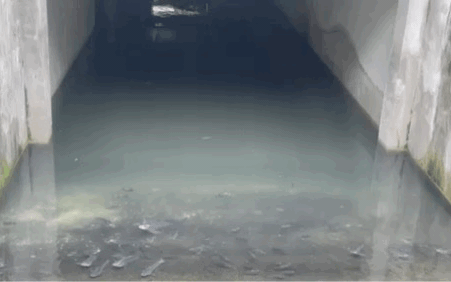 Bất ngờ cá bơi "tung tăng" dưới hầm biệt thự chục tỷ ở Hà Nội