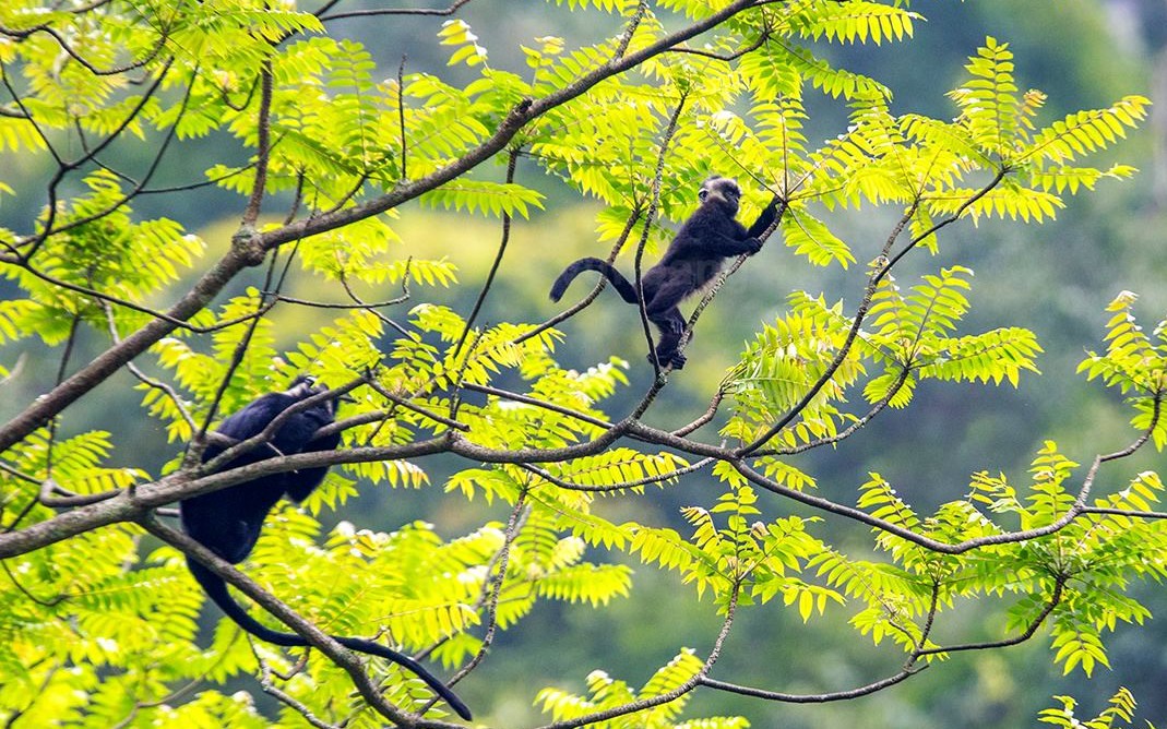 Hình ảnh loài linh trưởng quý hiếm nằm trong sách đỏ thế giới