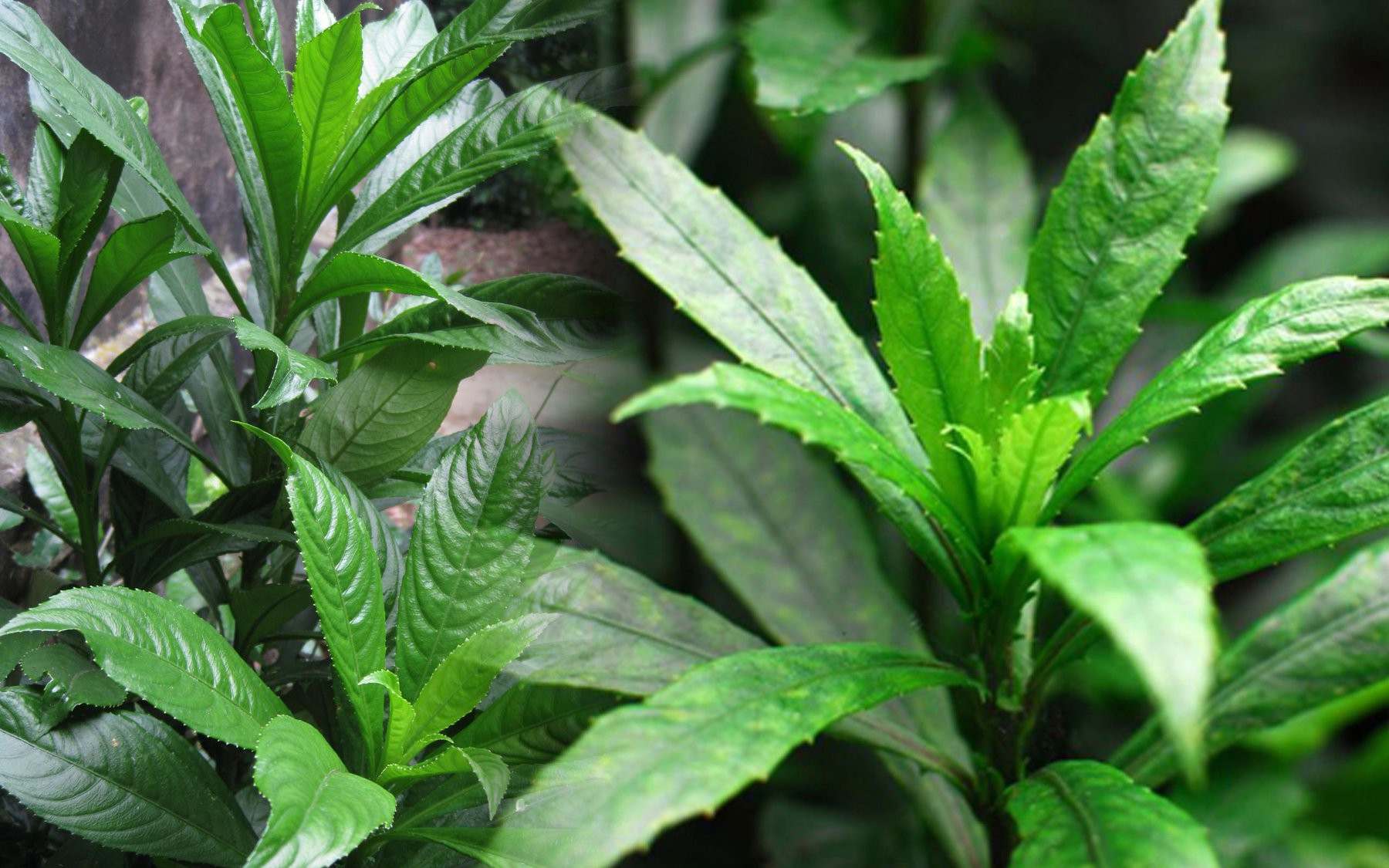 Lá xương sông làm thuốc