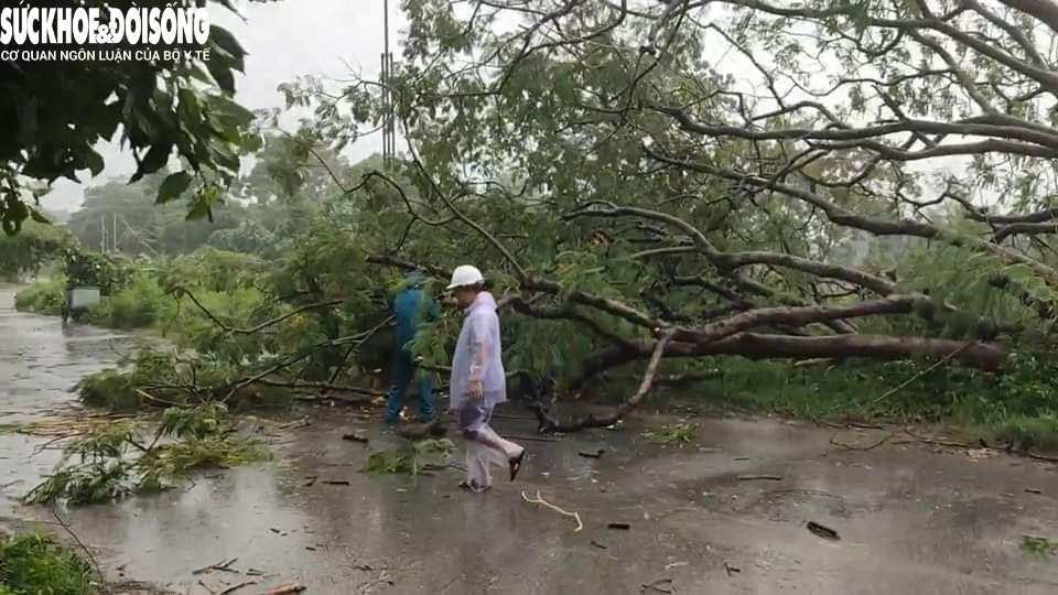 Bão số 2 vào Quảng Ninh, nhiều cây xanh bật gốc, gãy đổ- Ảnh 10.