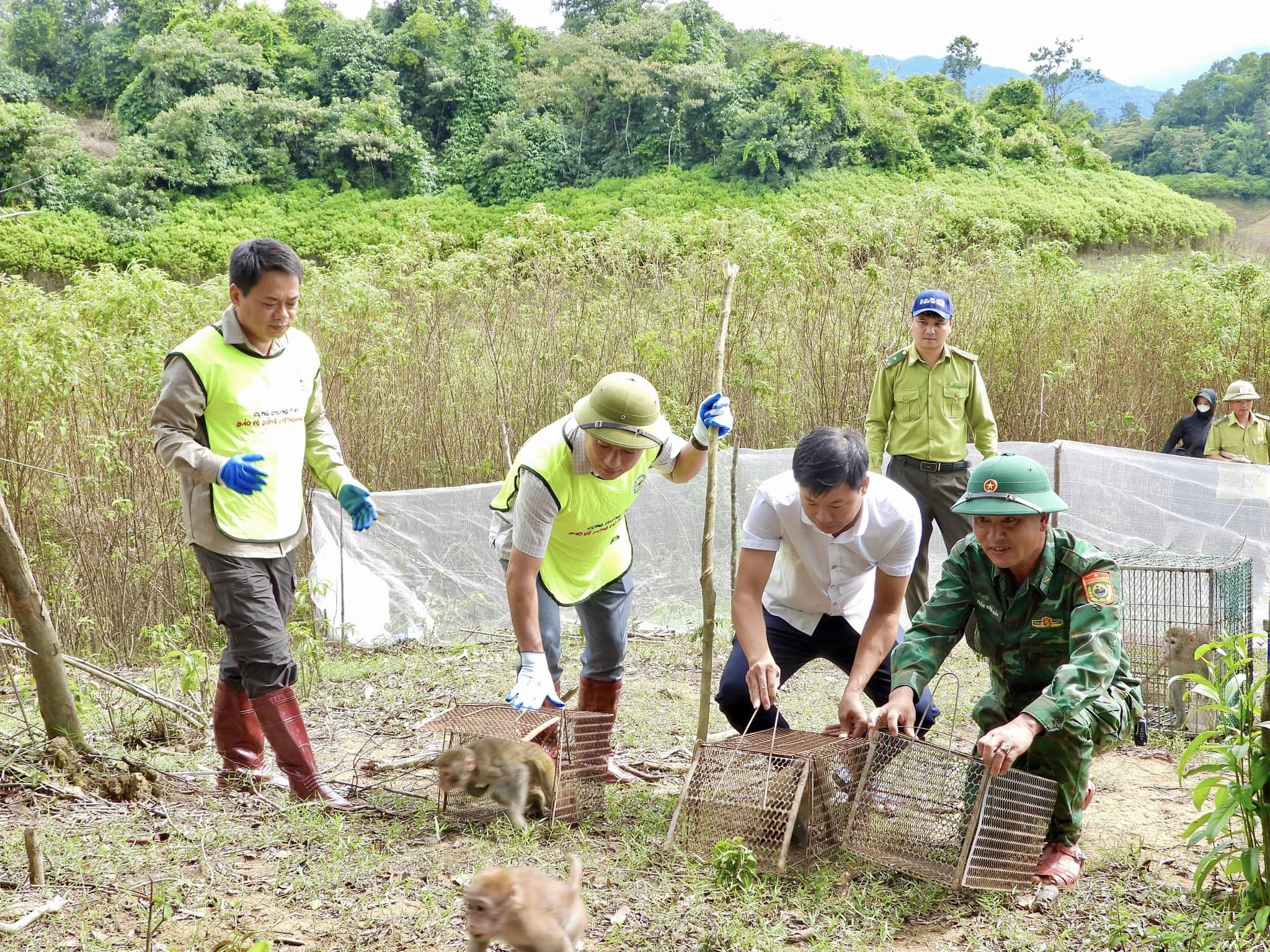 Thả 36 cá thể động vật hoang dã quý hiếm về môi trường tự nhiên- Ảnh 4.