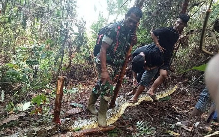 Indonesia: Người phụ nữ thiệt mạng sau khi bị trăn 9m nuốt chửng