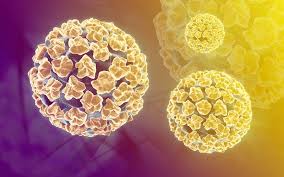 HPV viết tắt của Human Papilloma Virus là một loại virus DNA không có vỏ bọc cùng nhóm với adenovirus hay parvovirus.