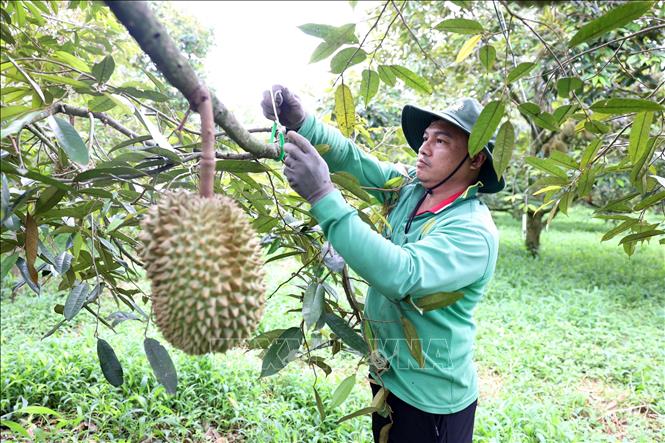 Người trồng sầu riêng ở Đắk Lắk đối diện với nhiều bất lợi- Ảnh 1.