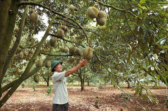 Người trồng sầu riêng ở Đắk Lắk đối diện với nhiều bất lợi- Ảnh 2.