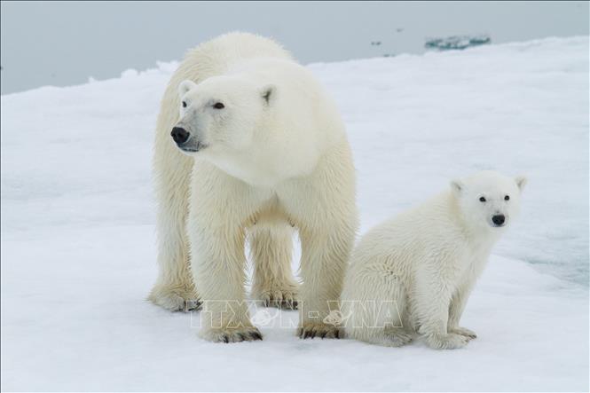 Quần đảo Svalbard ở Bắc Cực ghi nhận nhiệt độ tháng 8 cao kỷ lục- Ảnh 1.