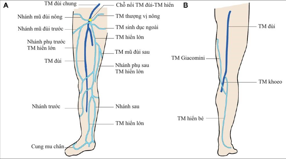 Tĩnh mạch nông chi dưới: Nguyên nhân và phương pháp điều trị hiệu quả