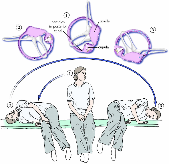 A diagram of a person sitting on a bench  Description automatically generated