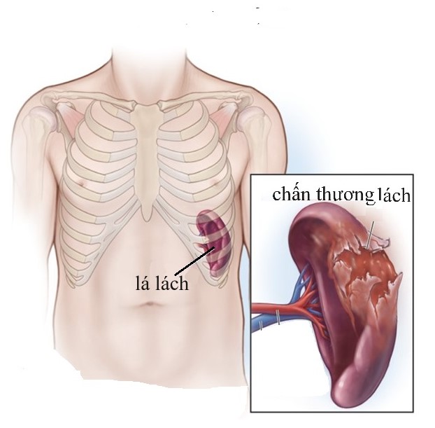 Tổng quan về các cơ quan nội tạng trong cơ thể người