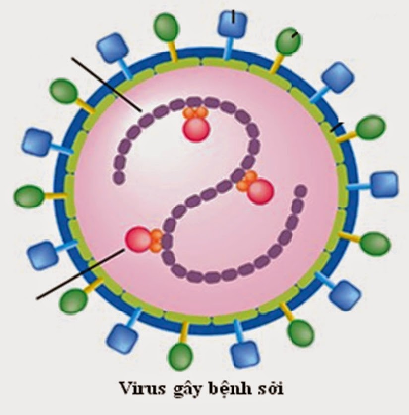 chủ động phòng chống bệnh sởi, rubella (12/04/2024)