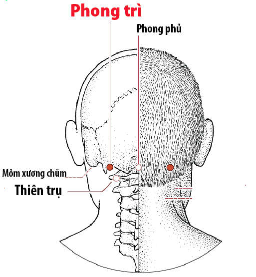 5 bài tập xoa bóp, bấm huyệt cho người bị nấm da đầu- Ảnh 4.