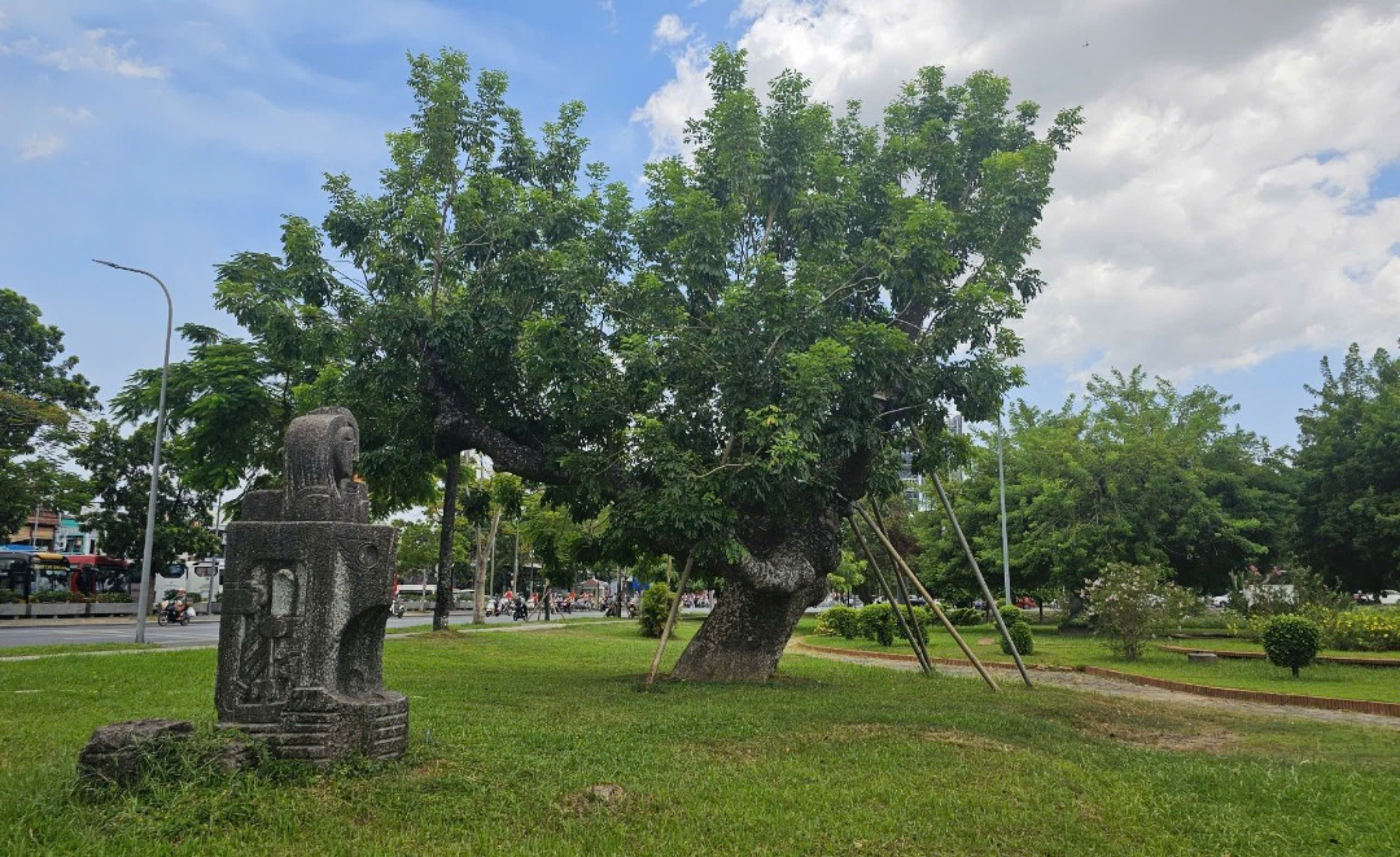 Huế lên phương án 'cứu' cây xanh trước mùa mưa bão- Ảnh 2.