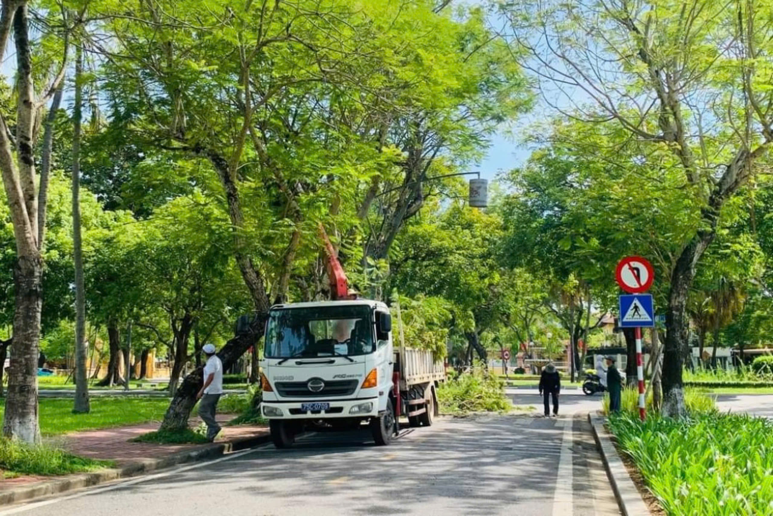 Huế lên phương án 'cứu' cây xanh trước mùa mưa bão- Ảnh 3.