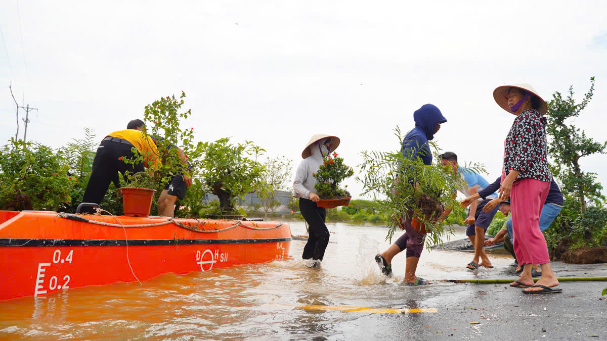 Làng cây cảnh Hưng Yên ngập sâu trong nước, người dân thiệt hại nhiều tỉ đồng- Ảnh 19.