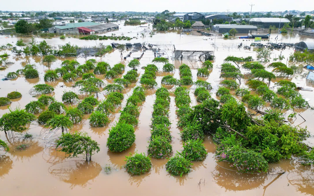 Làng cây cảnh Hưng Yên ngập sâu trong nước, người dân thiệt hại nhiều tỉ đồng