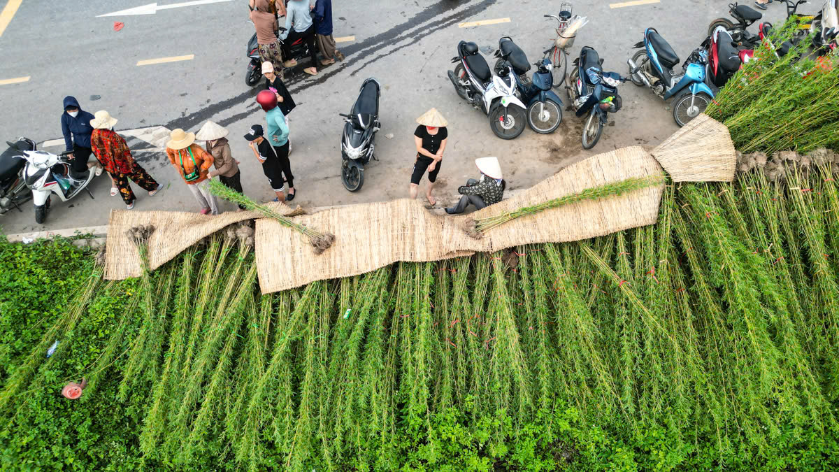 Làng cây cảnh Hưng Yên ngập sâu trong nước, người dân thiệt hại nhiều tỉ đồng- Ảnh 11.