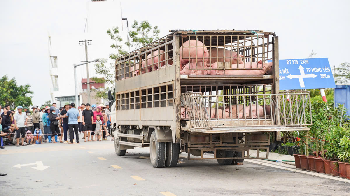 Làng cây cảnh Hưng Yên ngập sâu trong nước, người dân thiệt hại nhiều tỉ đồng- Ảnh 20.