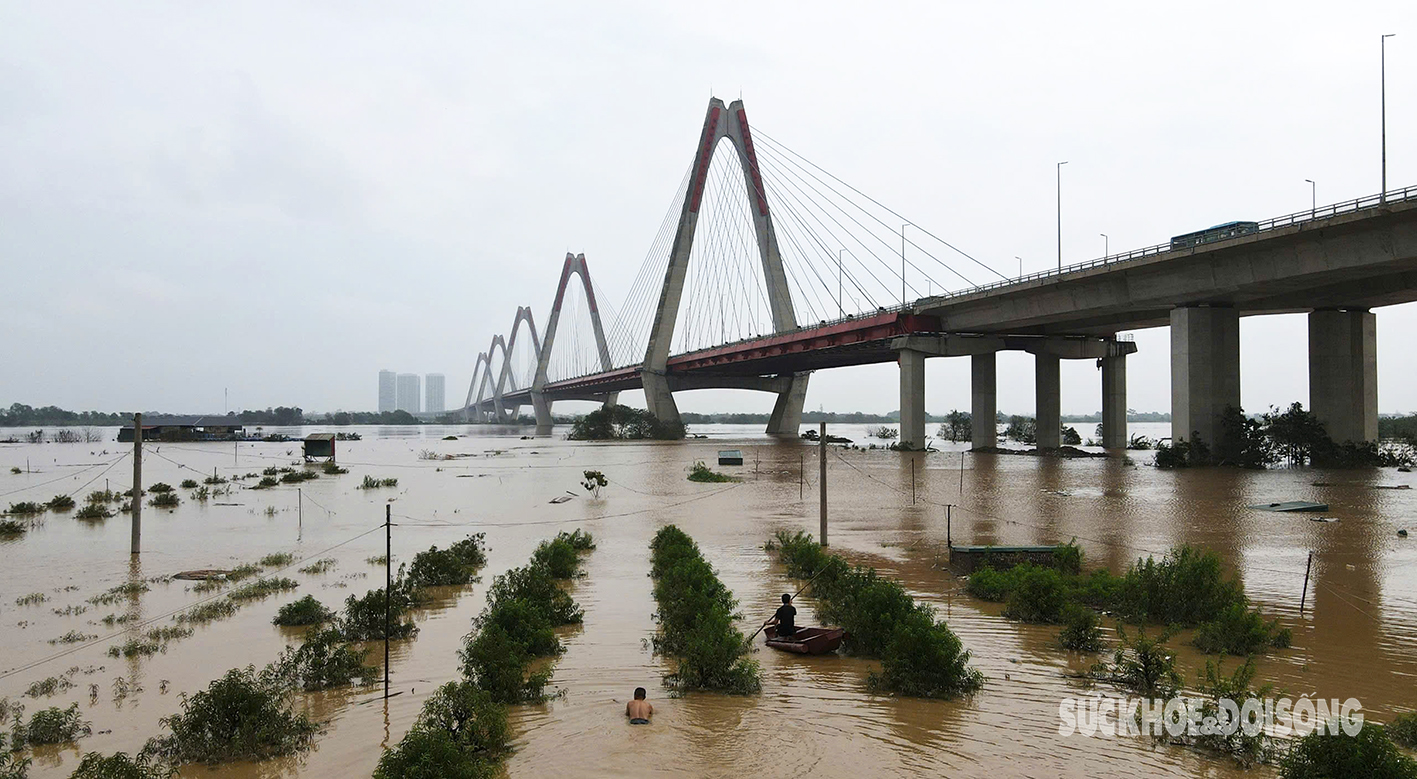 Hà Nội: Làng trồng đào có nguy cơ mất trắng do ảnh hưởng của lũ lụt- Ảnh 1.