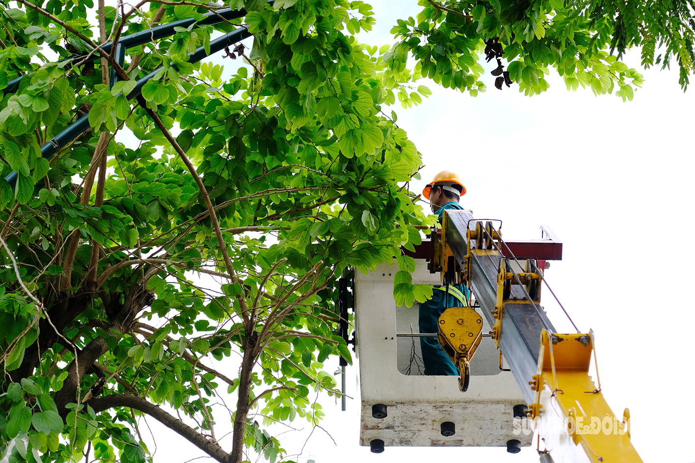 Công nhân các tỉnh thành hỗ trợ Hà Nội xử lý hàng nghìn cây xanh gãy đổ do bão Yagi- Ảnh 5.