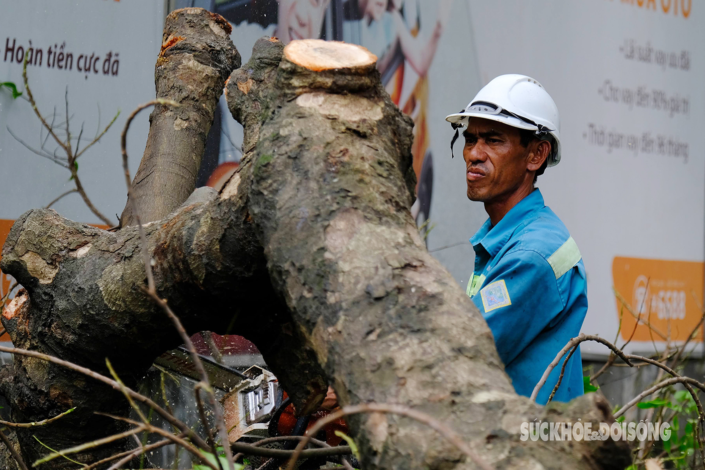 Công nhân các tỉnh thành hỗ trợ Hà Nội xử lý hàng nghìn cây xanh gãy đổ do bão Yagi- Ảnh 7.