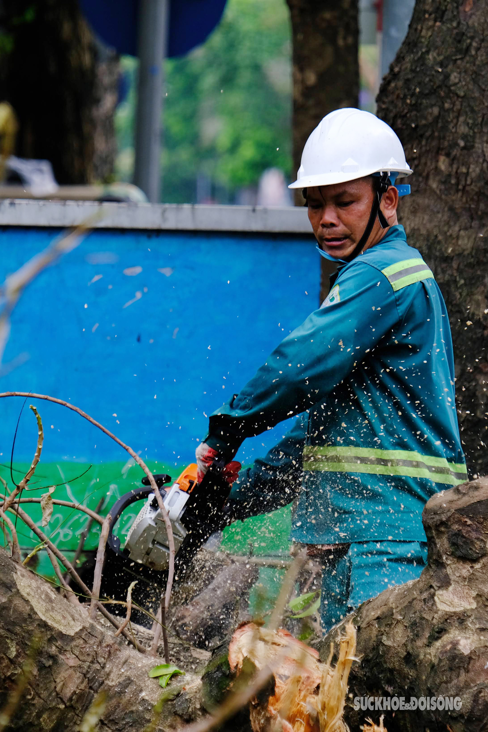 Công nhân các tỉnh thành hỗ trợ Hà Nội xử lý hàng nghìn cây xanh gãy đổ do bão Yagi- Ảnh 8.