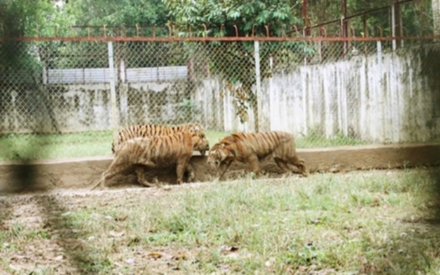 Một con hổ 200kg nuôi nhốt trong trang trại ở Thanh Hóa bị chết