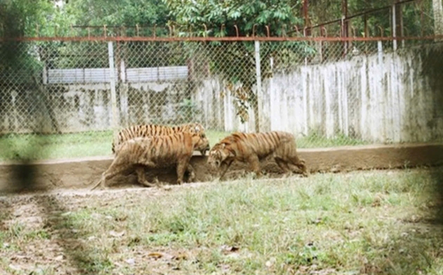 Một con hổ 200kg nuôi nhốt trong trang trại ở Thanh Hóa bị chết- Ảnh 1.