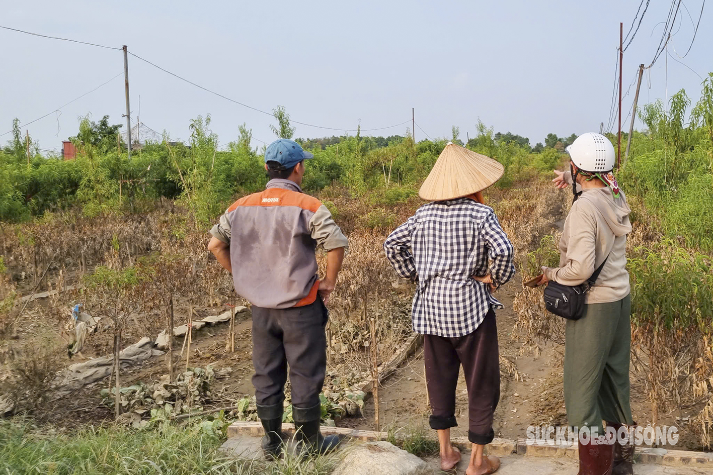 Hàng chục ngàn cây đào Tết chỉ còn là bùn đất sau trận lũ lịch sử- Ảnh 2.