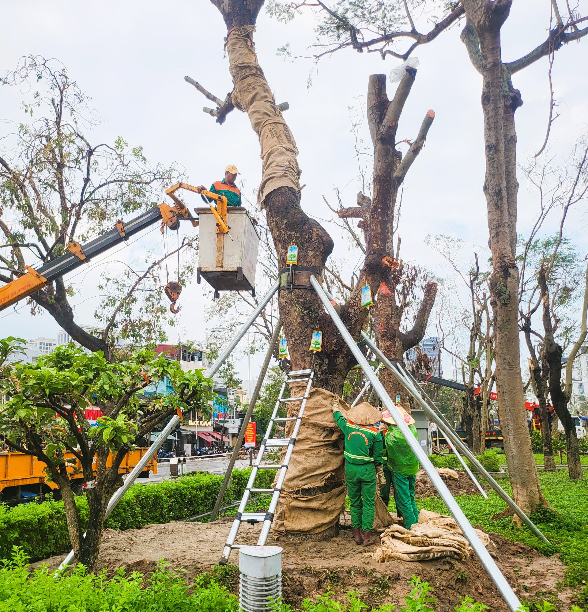 Hải Phòng: Dân mạng tò mò với hàng loạt cây xanh được truyền dịch- Ảnh 1.