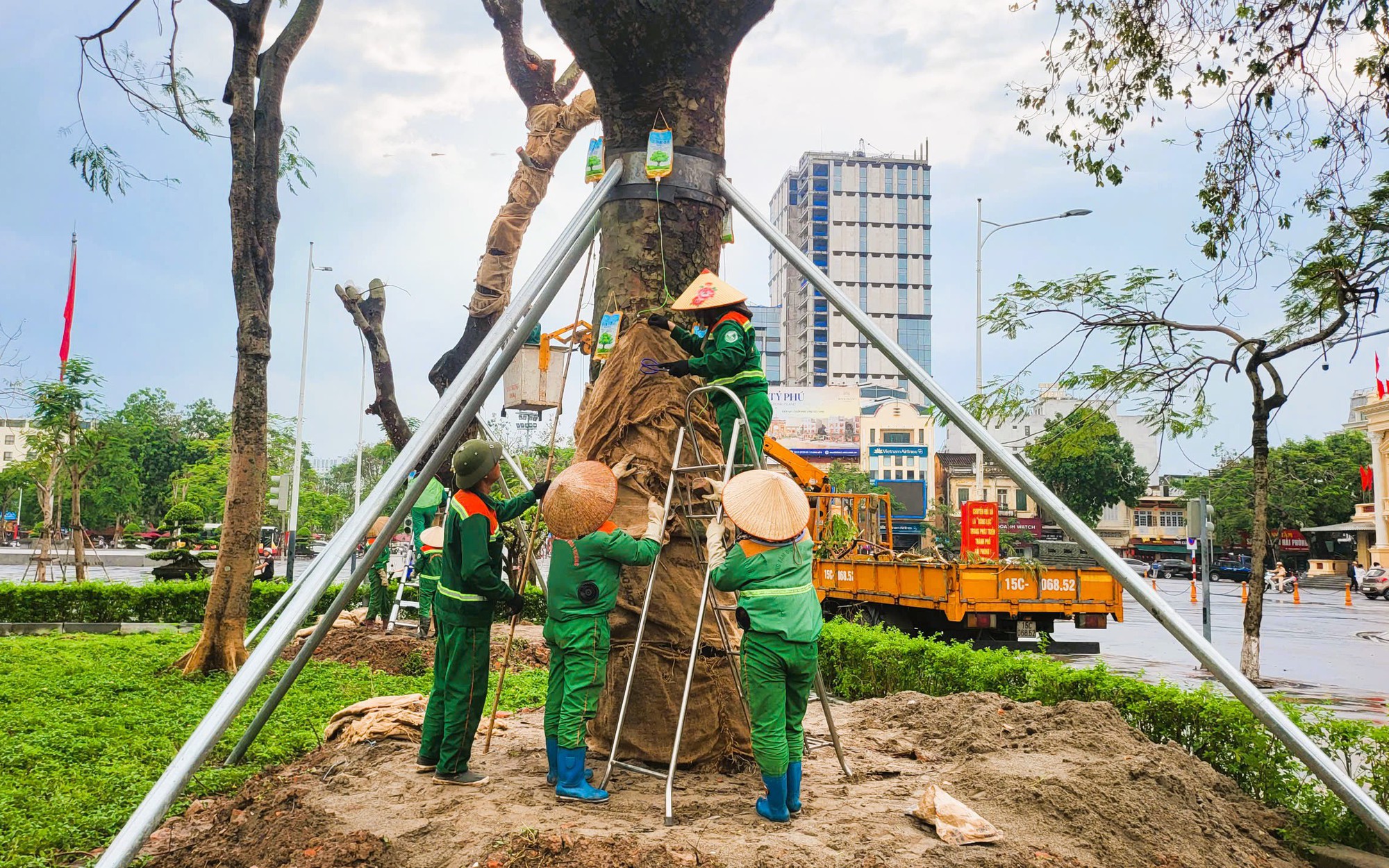 Hải Phòng: Dân mạng tò mò với hàng loạt cây xanh được truyền dịch